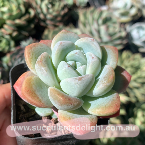 Echeveria Ice Dew 冰露