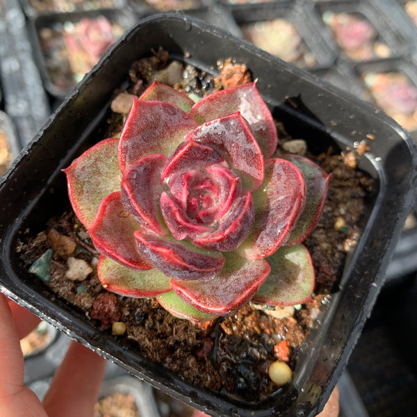 Echeveria Fantasy Jade 梦幻翡翠 Succulent Delight New Hybrid