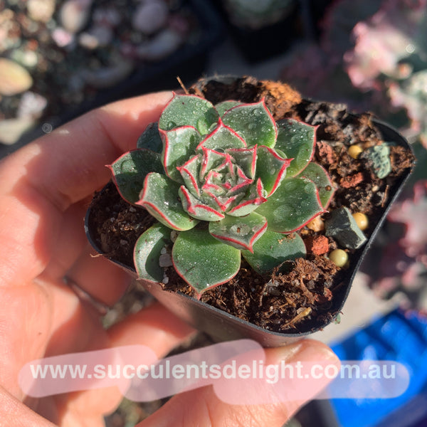 Echeveria Halo 光晕